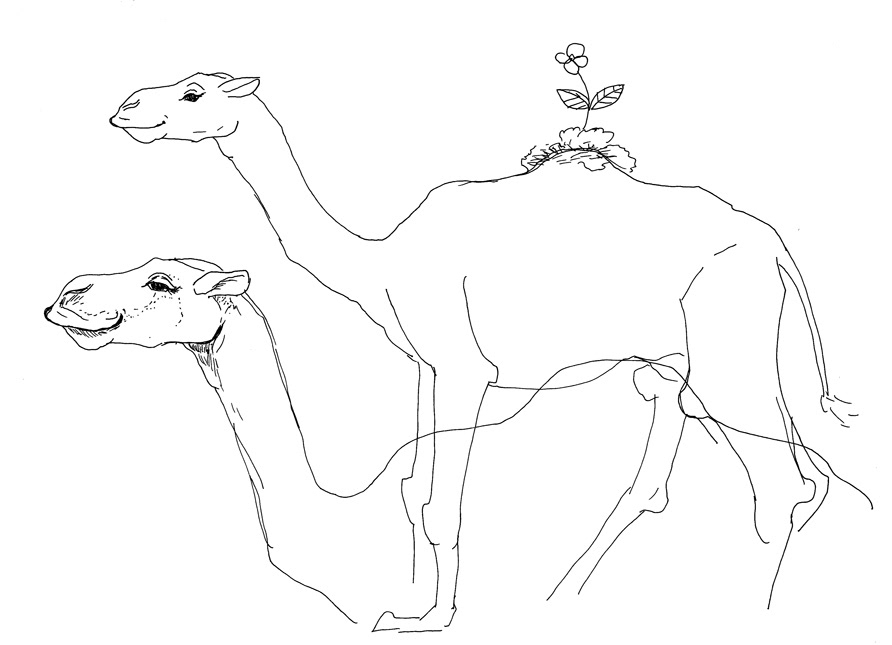 animal sketch