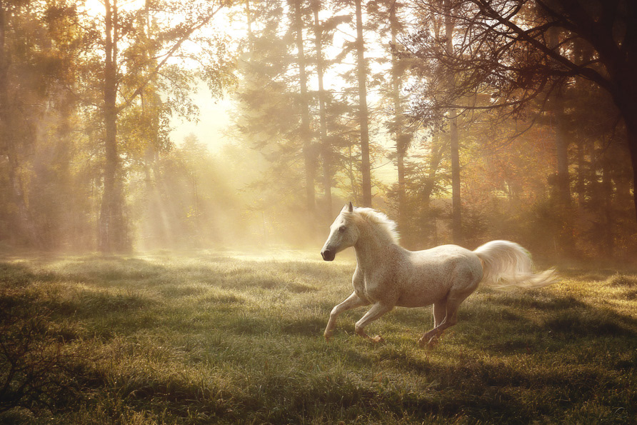janneo equine horse Canter manipulation dreamland