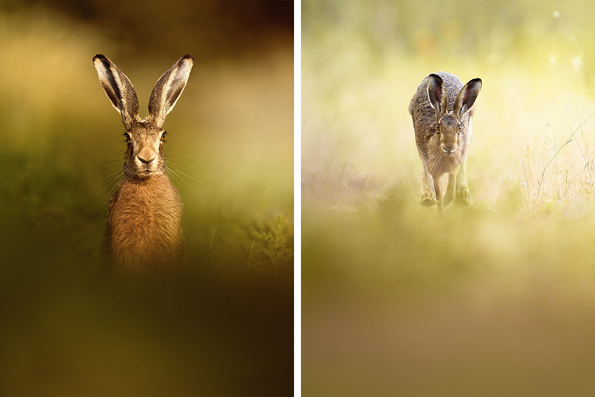 wildlife Photography  hare Brown Hare animals Nature photoshoot