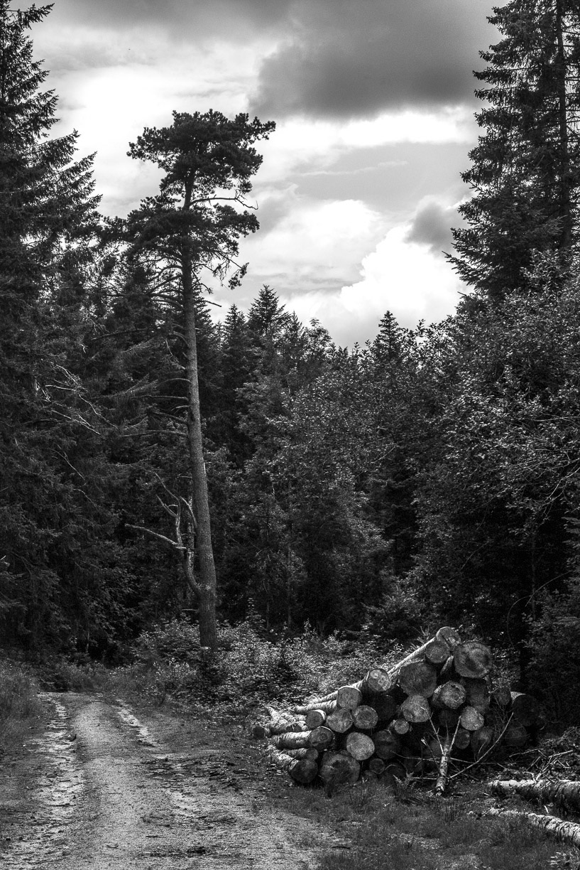 forest black and white Photographie photo Nature Landscape