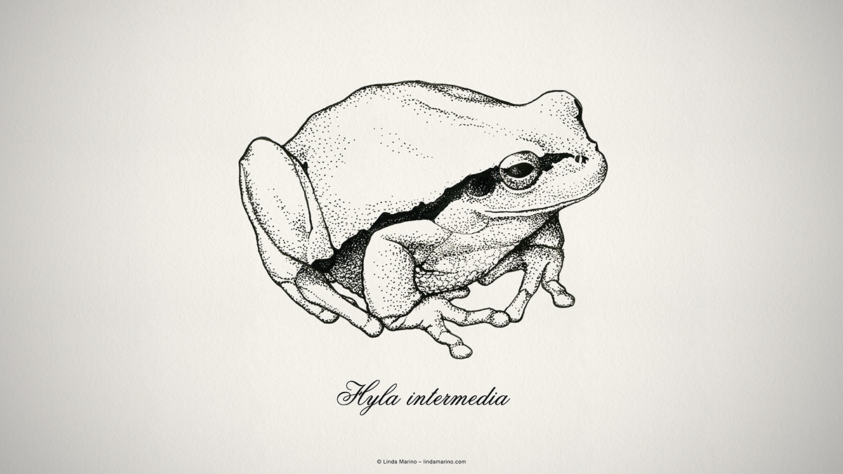 Amphibian Drawing  frog ILLUSTRATION  ink natural history Popular Science scientific illustration wildlife publication