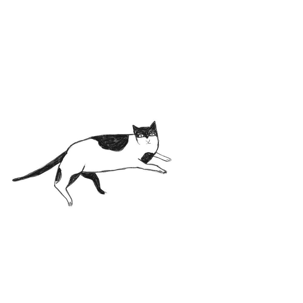 sketching Drawing  Cat