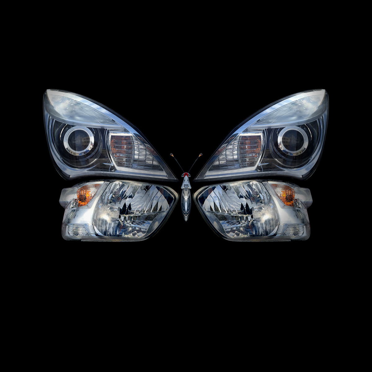 butterflight butterfly artphoto insect bakumaeda headlight