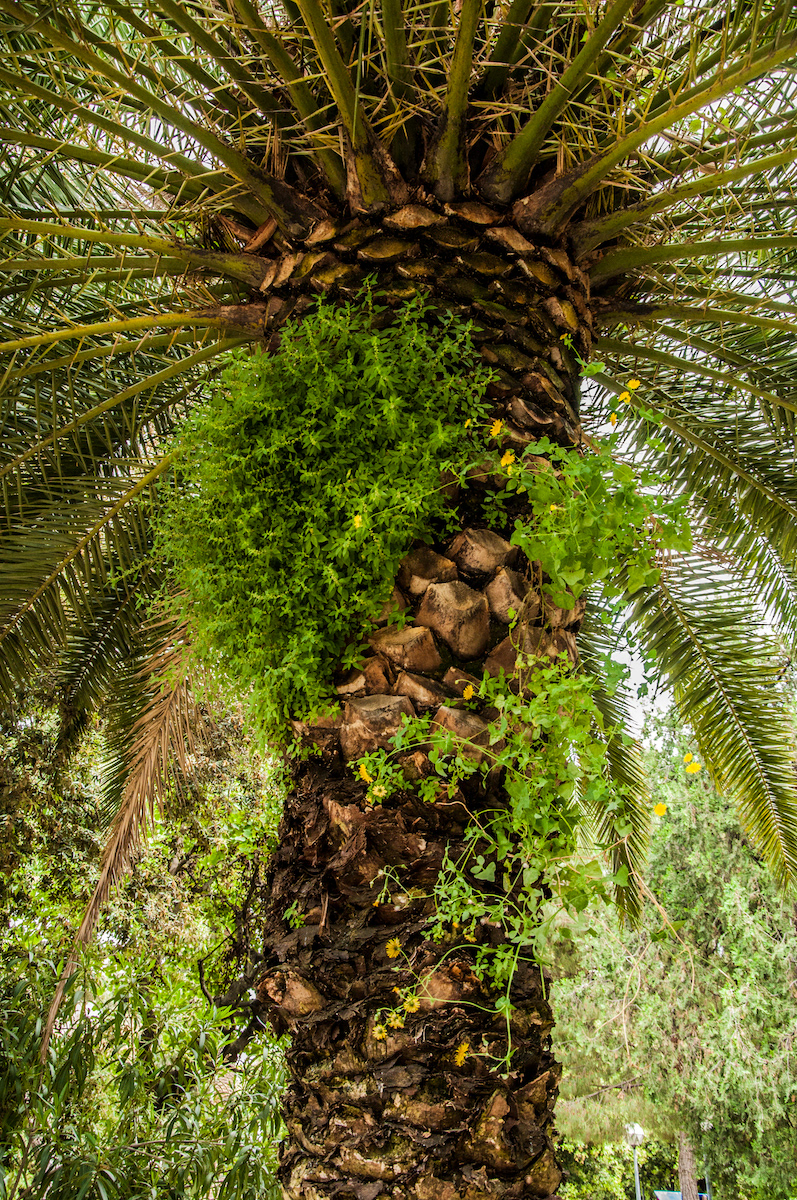 trees Landscape palms Alberobello bari puglia Italy