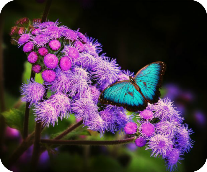 Poetry  poem happy satisfy butterfly Flowers