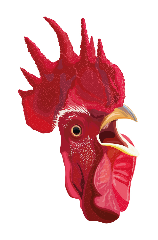 Rooster chicken alert noise alarm farm