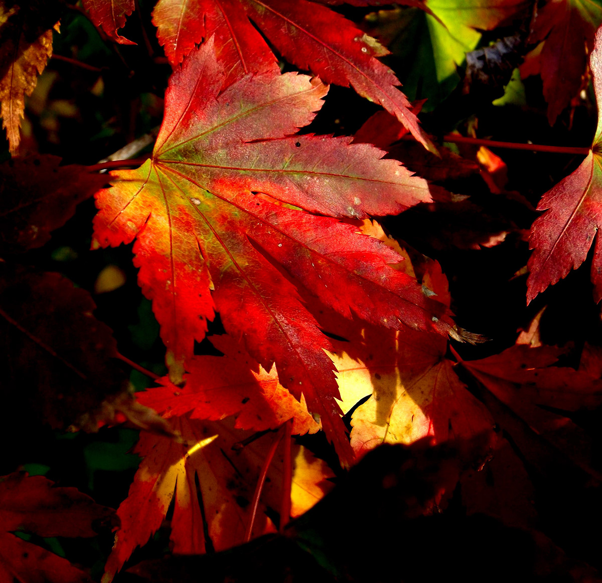 autumn acer mike Pendry