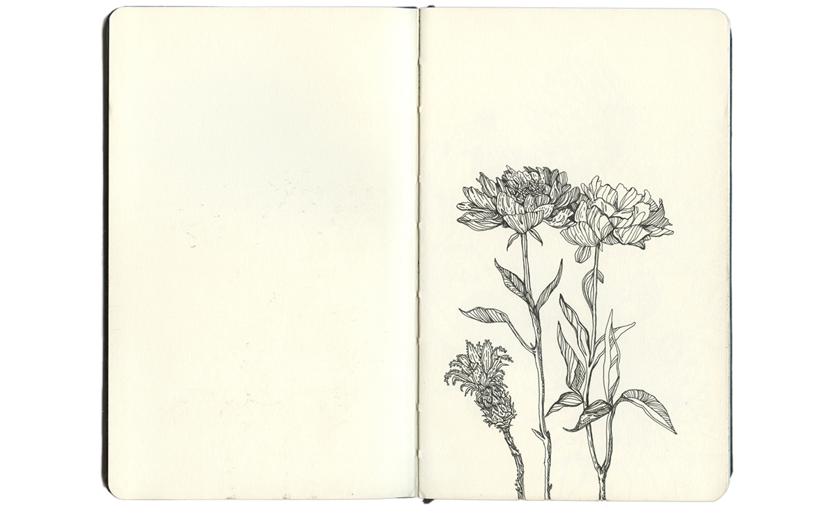 sketchbook Drawing  sketch Flowers Landscape plants pen moleskine
