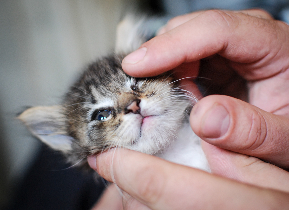Cat cats foster kittens kittens Baltimore SPCA aspca maryland animal shelter Foster mdspca