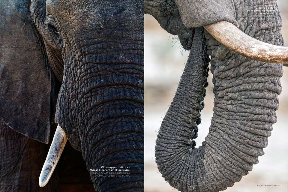 magazine article Wildlife photography Article series animals animal behaviour elephant