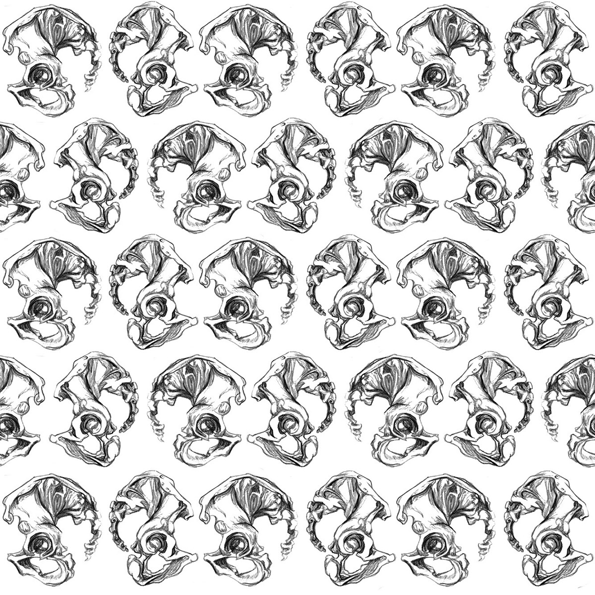 pattern black and white graphite anatomy Gender male female pelvis