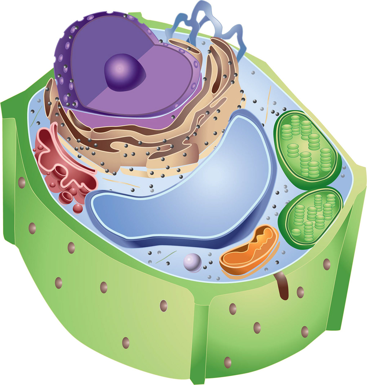 Animalcell plantcell