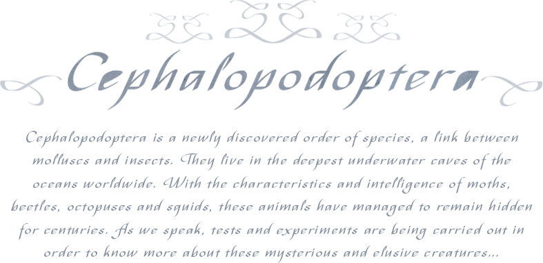 entomology cephalopods cephalopodoptera natural history illustration vintage art vintage vintage books oddities cabinet of curiosities ILLUSTRATION 
