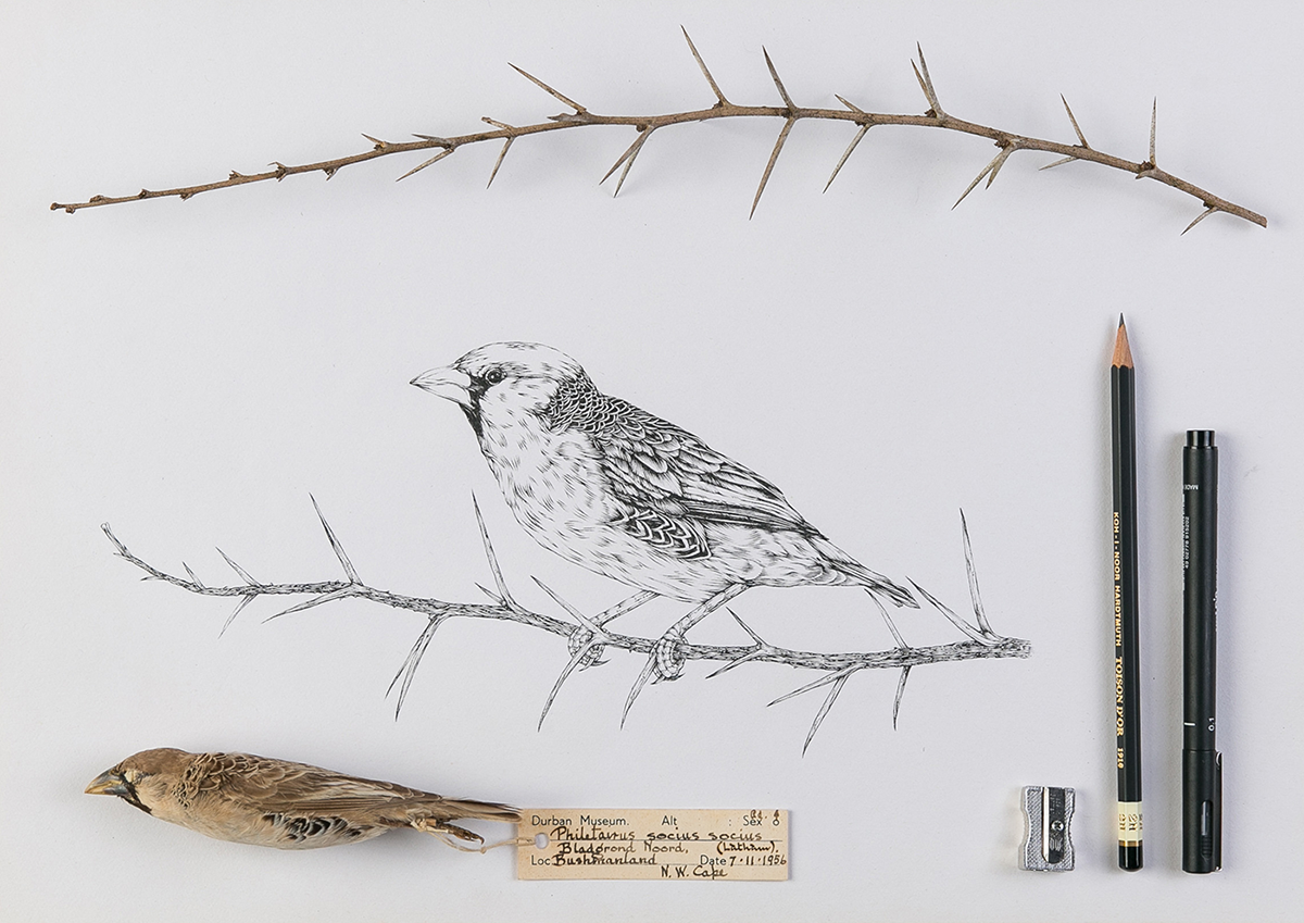 bird weaver conservation africa birdlife hand drawn
