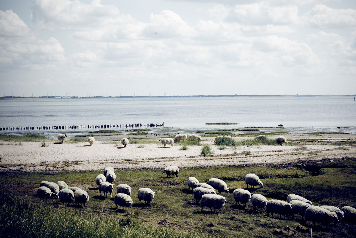 denmark Rømø sheeps future black North Sea Wadden bay