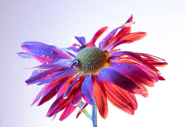 Macro Photography Nikon D850 closerlook colorful photography macroflowers