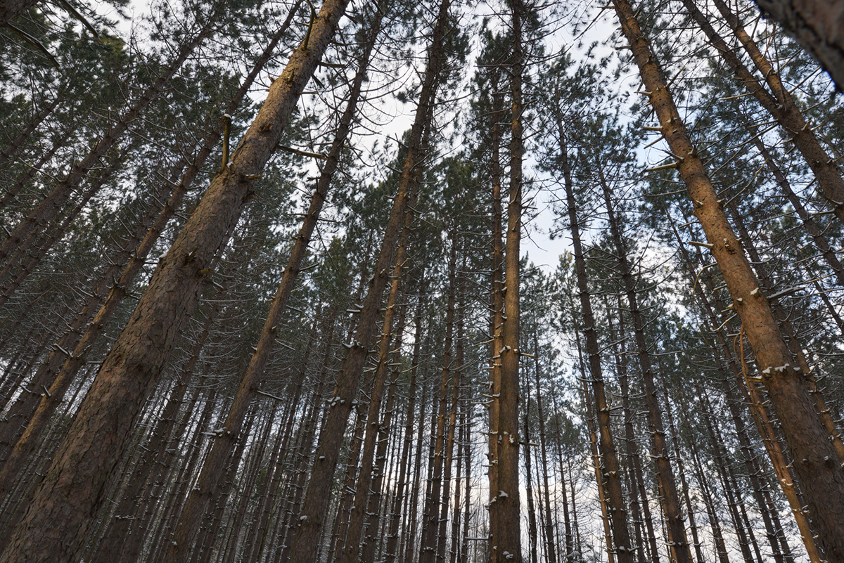 Adobe Portfolio Ultra hi-res canadian Forests pepwinner
