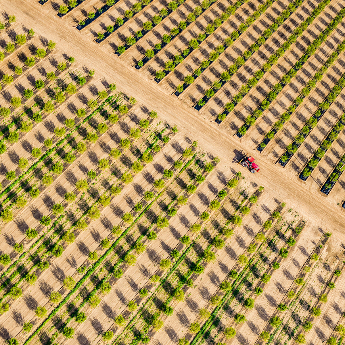 agriculture photos behance aerial photos California Agriculture capture one central valley california corporate prints fine art aerial Mitch Rouse Aerials phase one summer fruit