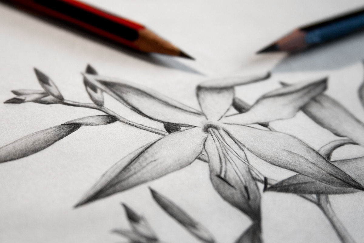 sketch Flowers