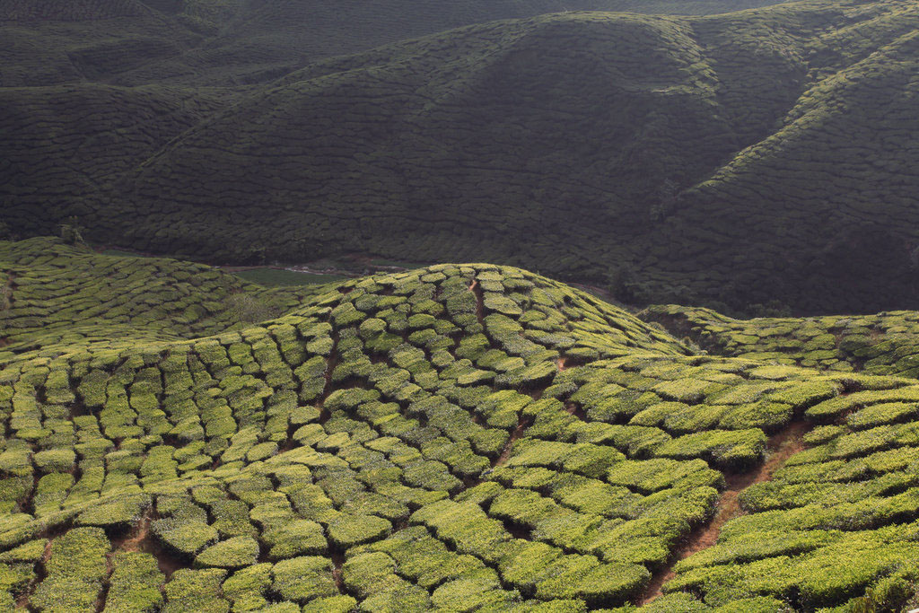 Landscape cameron highlands tea hill green malaisie malaysia Hikking