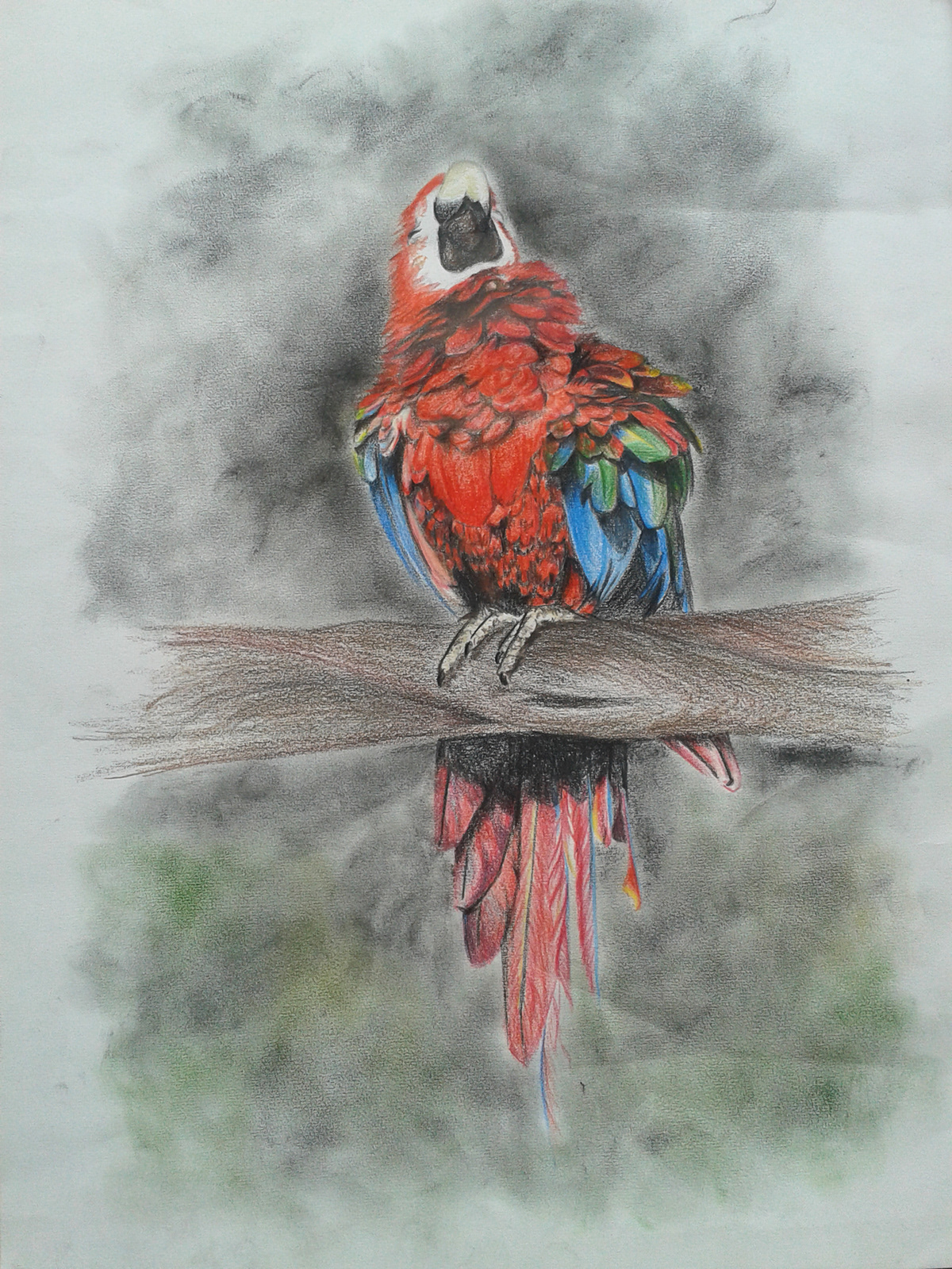 draw colored pencils paint animal parrot Interior Decoration