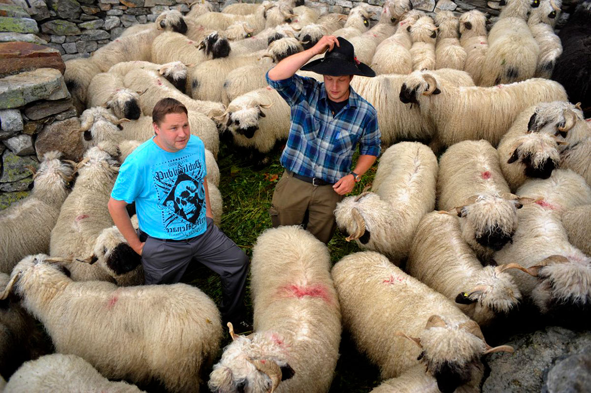 aletsch Nature Shepherd sheep reportage Switzerland alps valais people animal mountain tradition Herd Trek