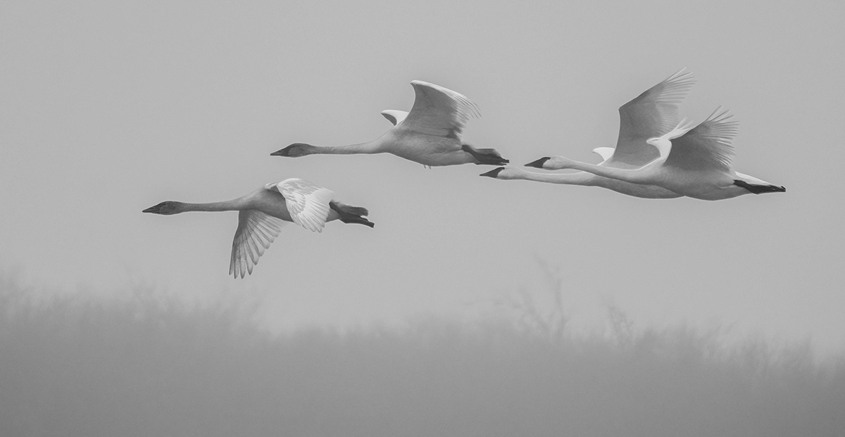 fog geese Nature black and white Photography  winter mist Landscape Minimalism swans