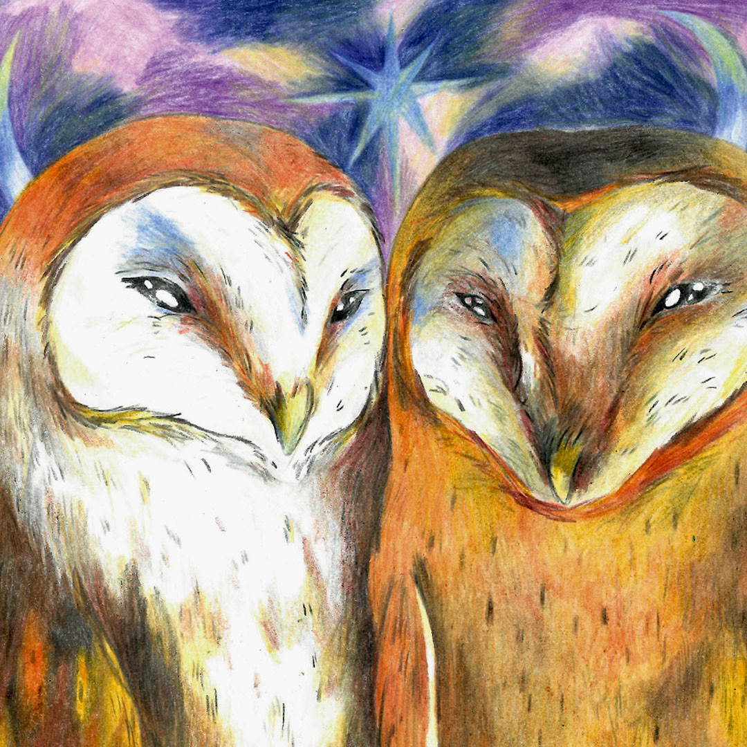 ILLUSTRATION  ilustracion TRADITIONAL ART children's book animals illustration ColorPencil owl