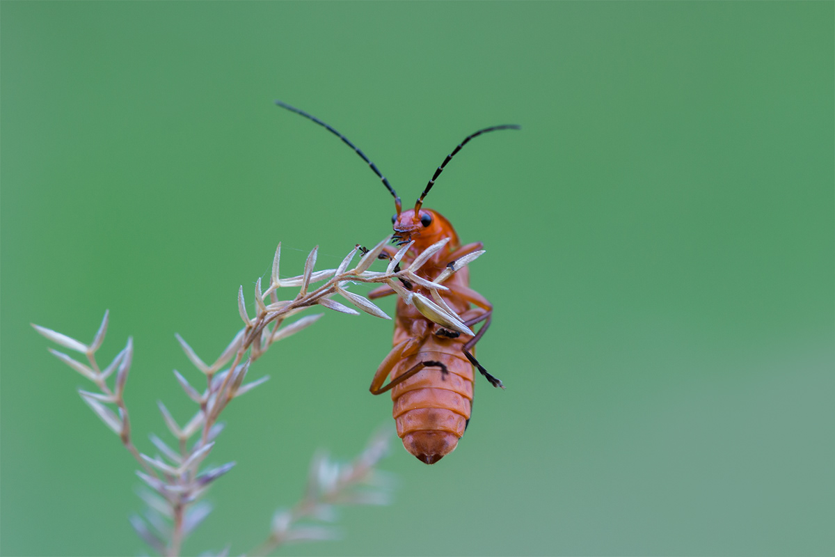 close-up insect Nature animals wild life red Makro Roter Weichkäfer common red soldier beetle