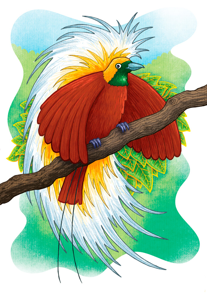 paradisaeidae bird birds bird of paradise