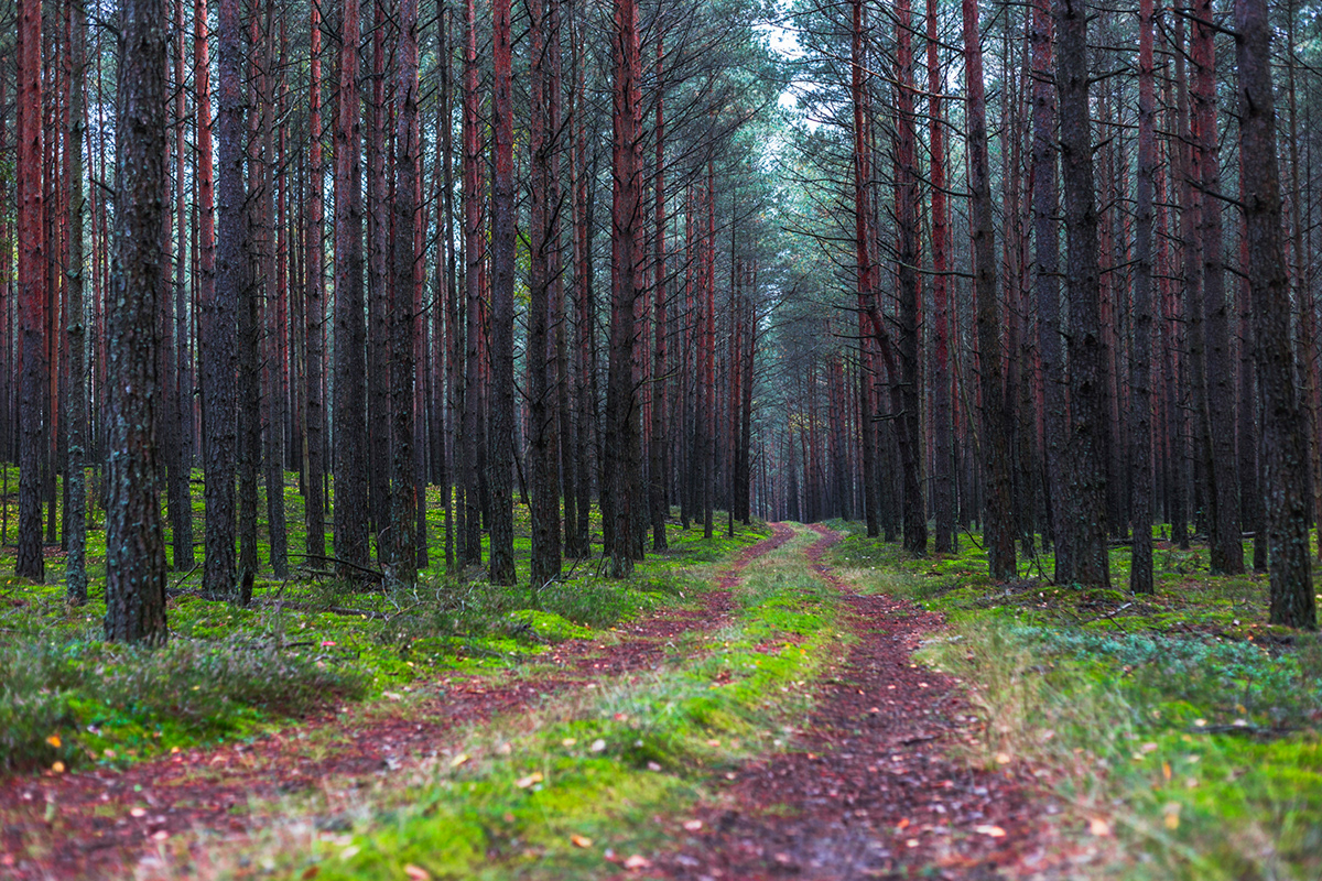 pine pines forest green Tree  Grodno belarus jdreddex lines red orange black grass moss