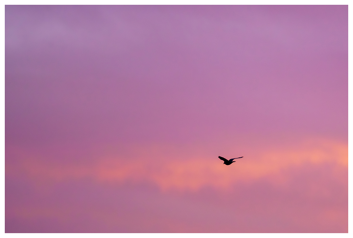 birds bucharest city cityscape MORNING panorama purple skyline Sunrise viewfrommywindow