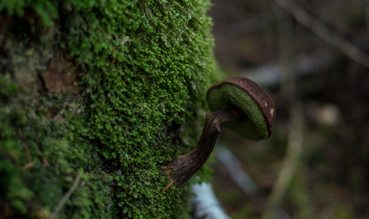 Wild Mushrooms british columbia