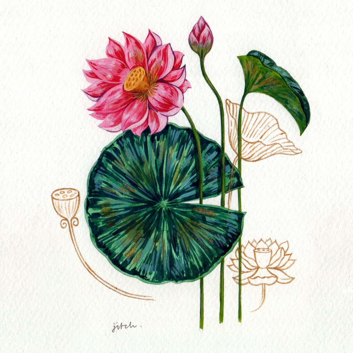 botanical illustrations Flowers watercolour Illustrator MUMBAI graphic floral painting   Jitch Jit Chowdhury