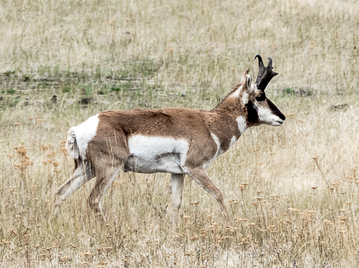 wildlife grouse pronghorn deer Montana Nature