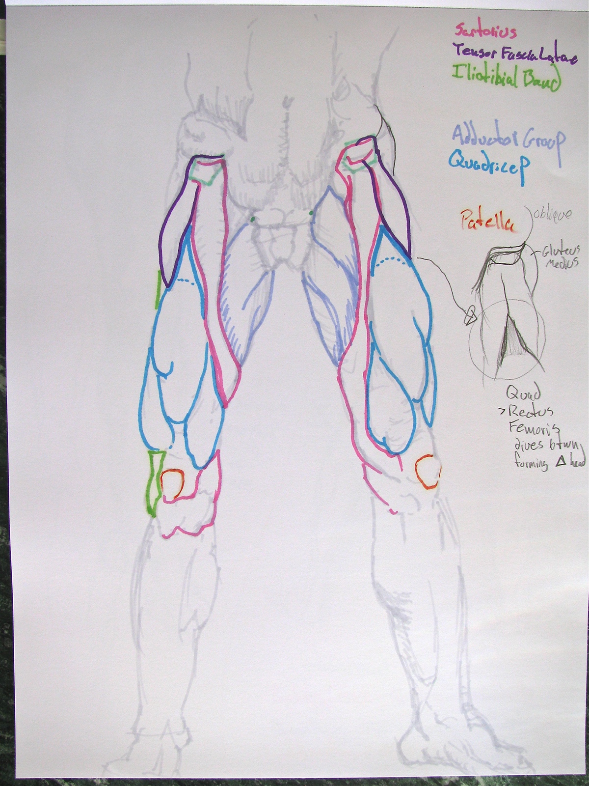 structural anatomy  anatomical drawing