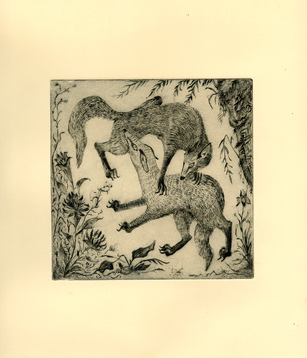 foxes wolves animal fight circle cycle Eating  Hunting wolf fight etching intaglio dry point print making texture mark making