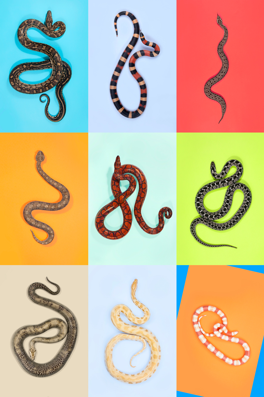 snakes Slitherstition Andrew McGibbon colour color superstition