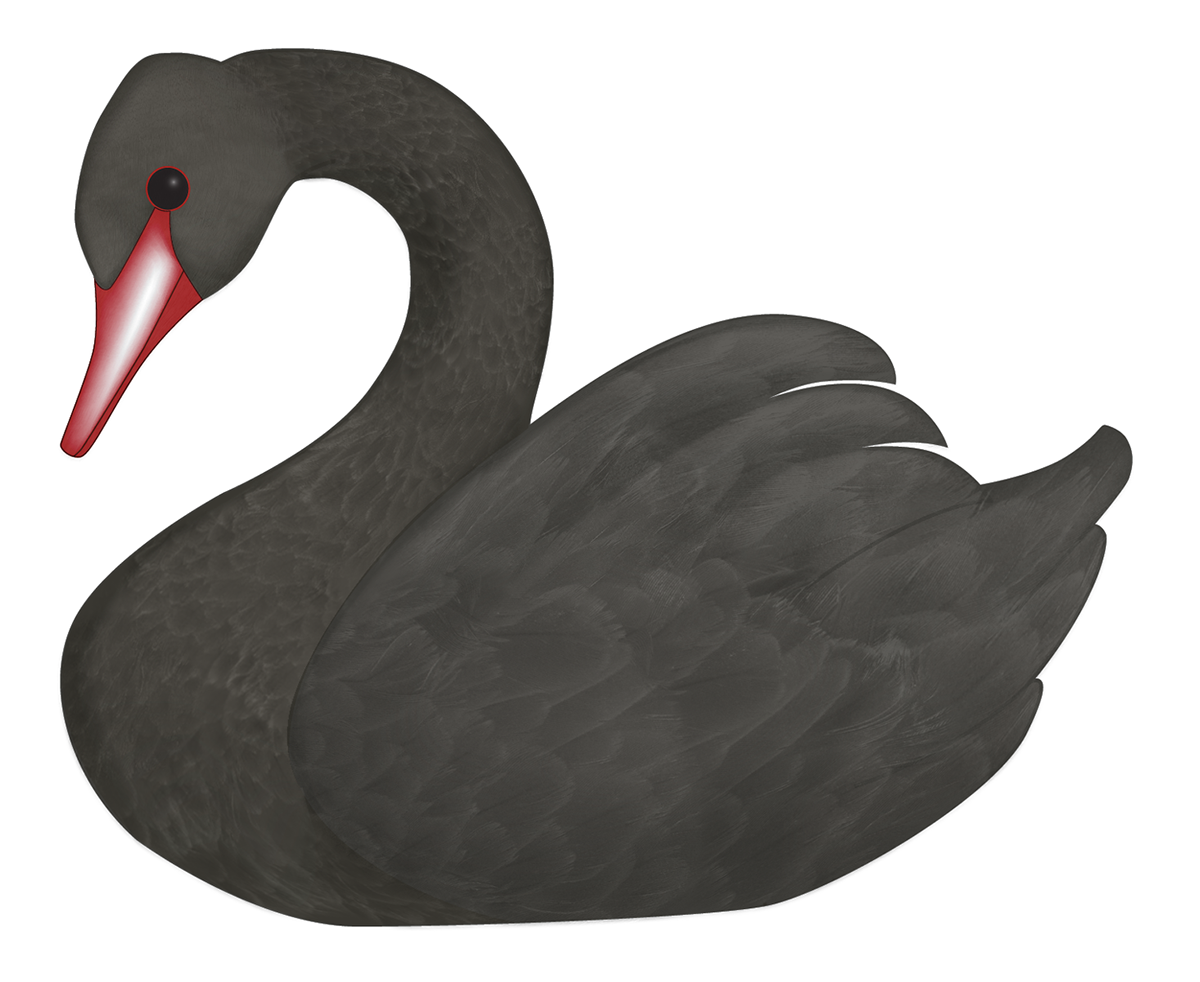 swans political science black swan feathers pattern bird birds international relations chaos