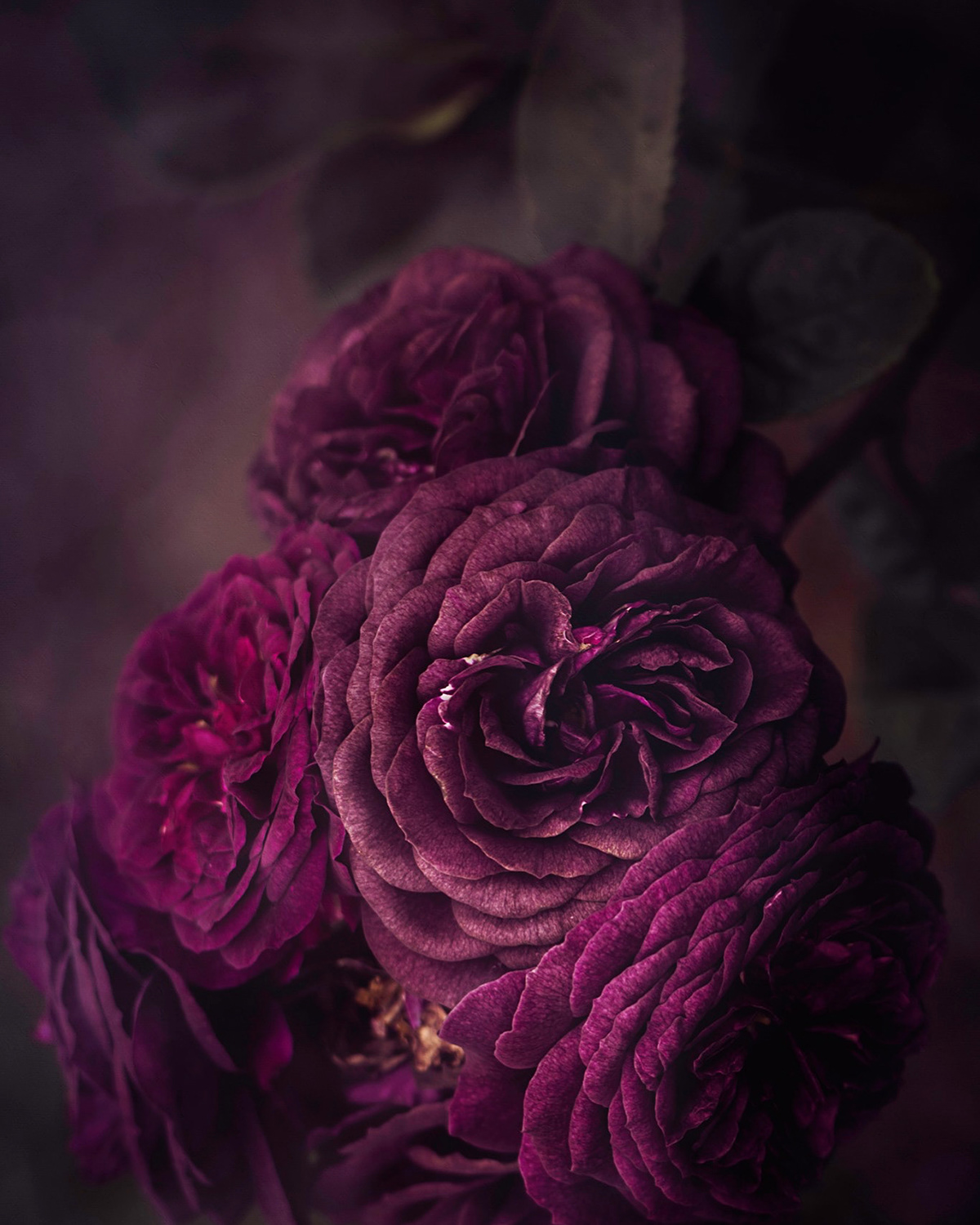 Roses fine art Photography  macro Moody romantic floral