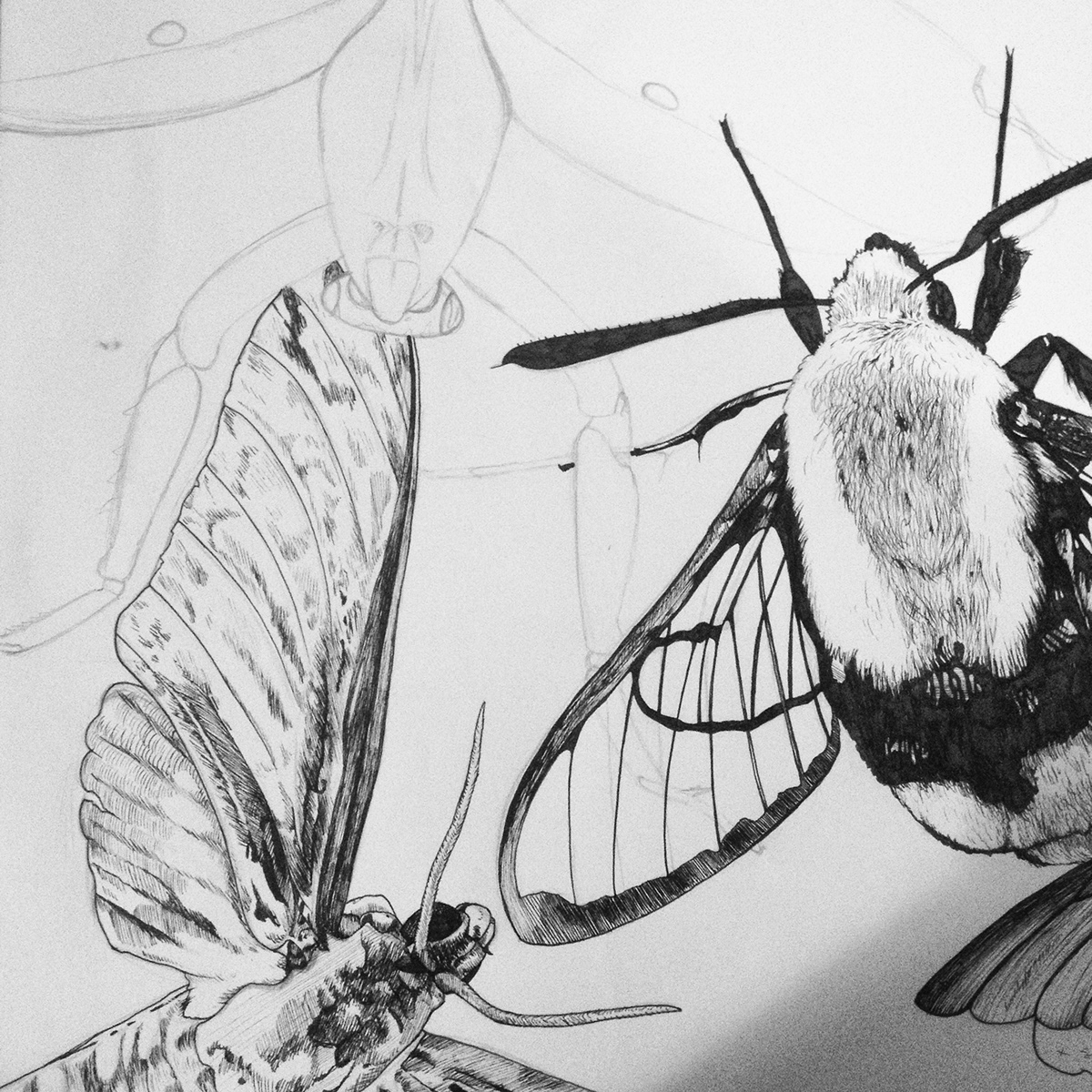 Insects pen vintage traditional sketch lines linear black bee bug beetle brush digital