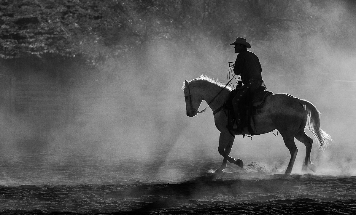 horses  cowboys Roping Lasso trail horses horse roundup hearding western horse riding roping cowboys roping horses horse stable action action photography riding horses