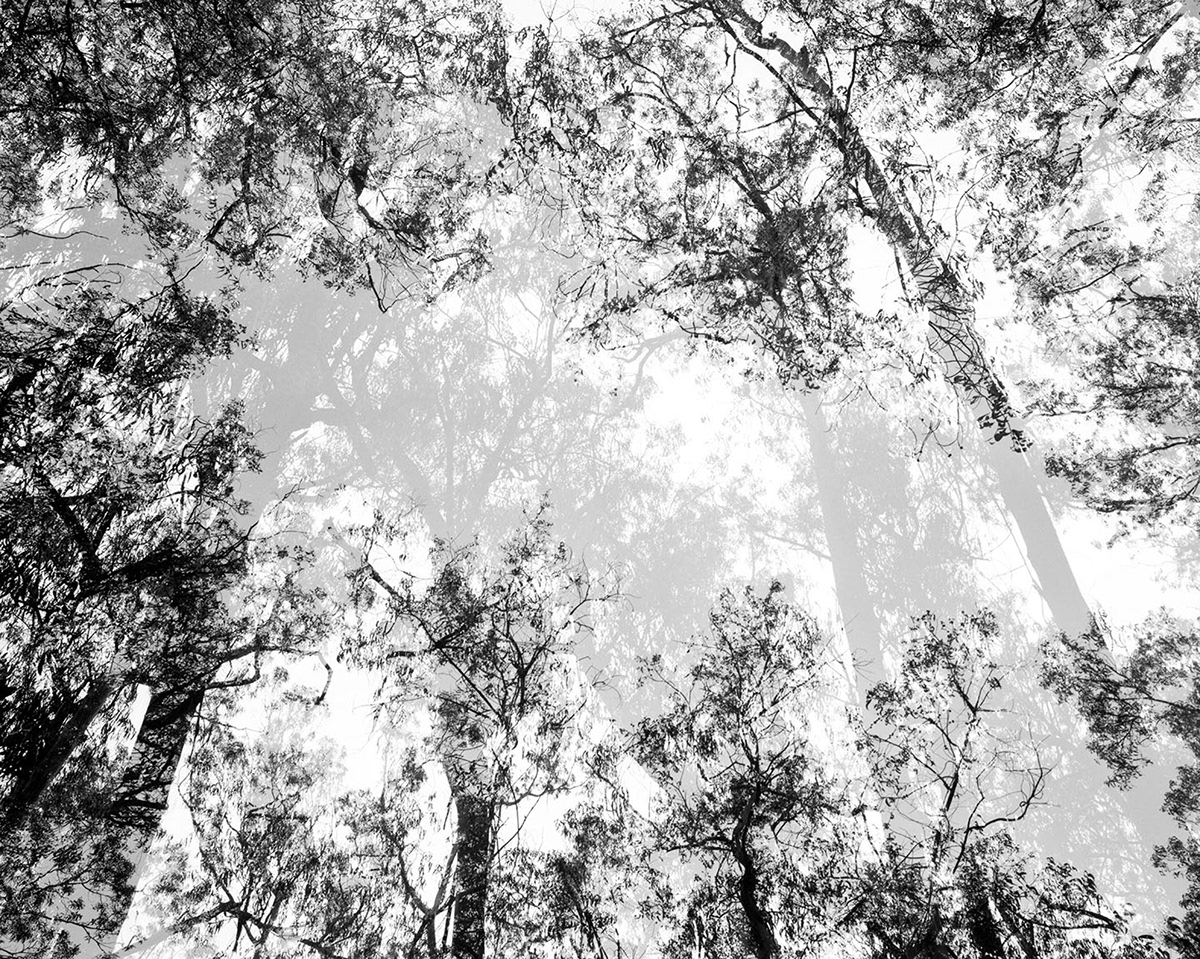 #saicartsale2013 trees leaves rorschach California san francisco eucalyptus chicago Lincoln Park golden gate park Stern Grove