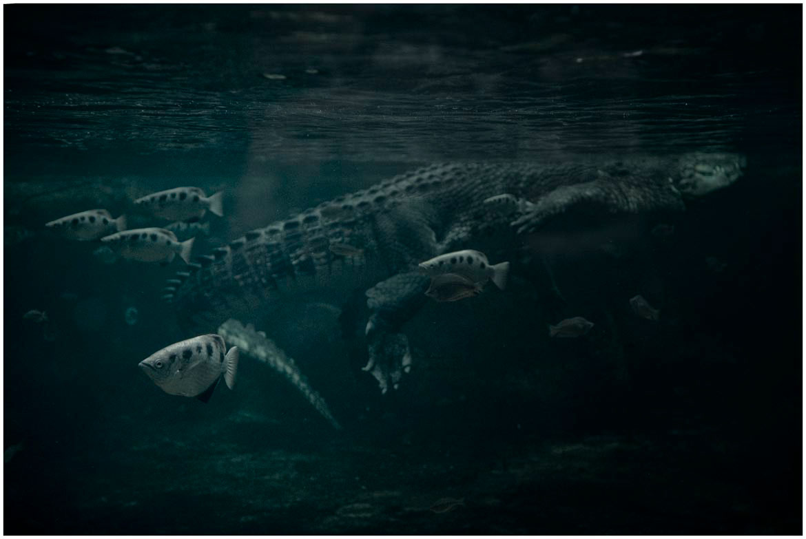 crocodile  underwater  salty  saltwater crocodile