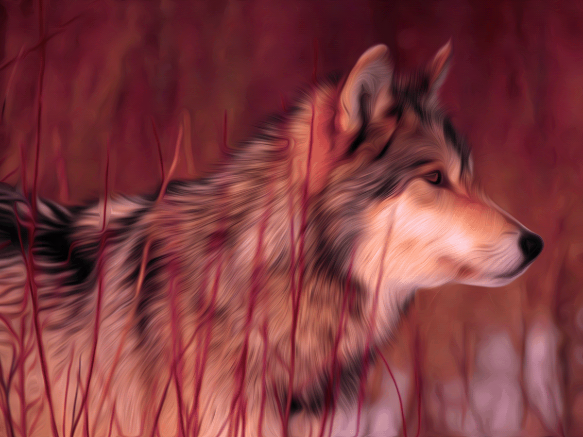 Paintings  filters  Adobe CS6 huskies  Wolves tigers