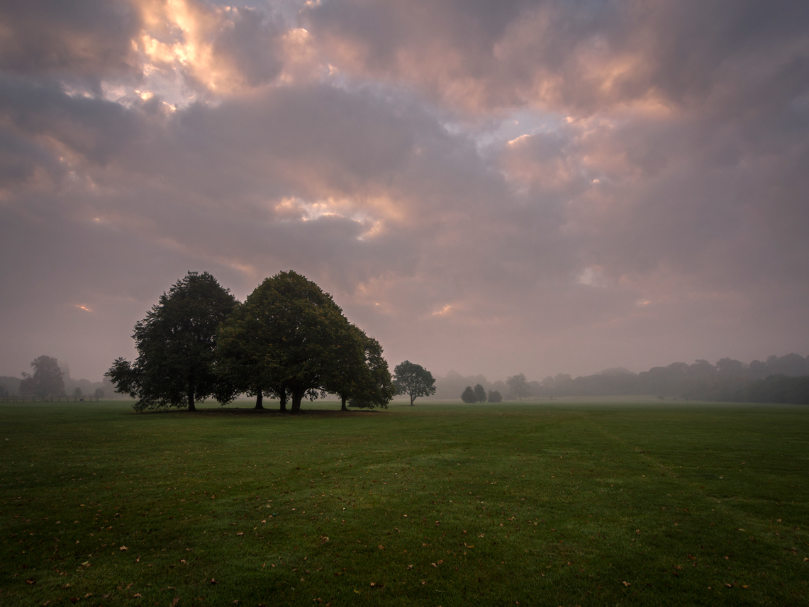 © Damian Ward mist fog foggy trees MORNING misty buckinghamshire