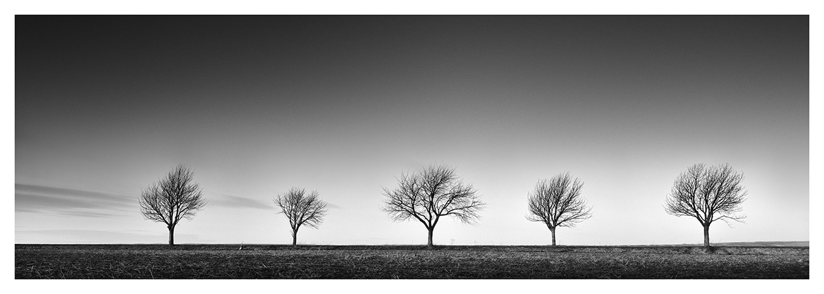 Gerald Berghammer | Black and White Photography – Row of five cherry Trees avenue farmland Austria