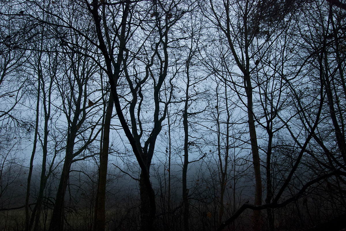 Nature forest dark romantic east europe fog Landscape