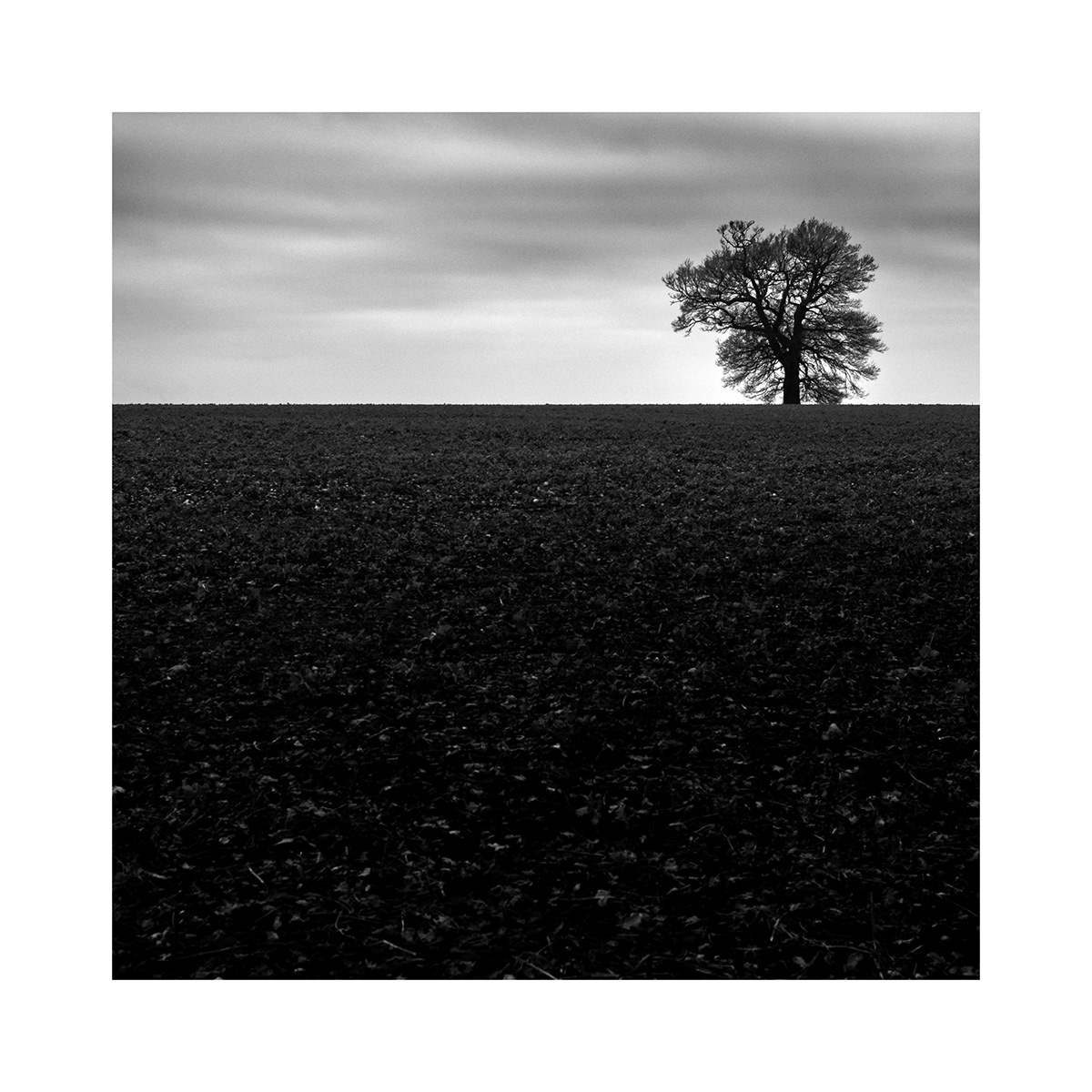 Landscape Photography  monochrome black and white monotone trees
