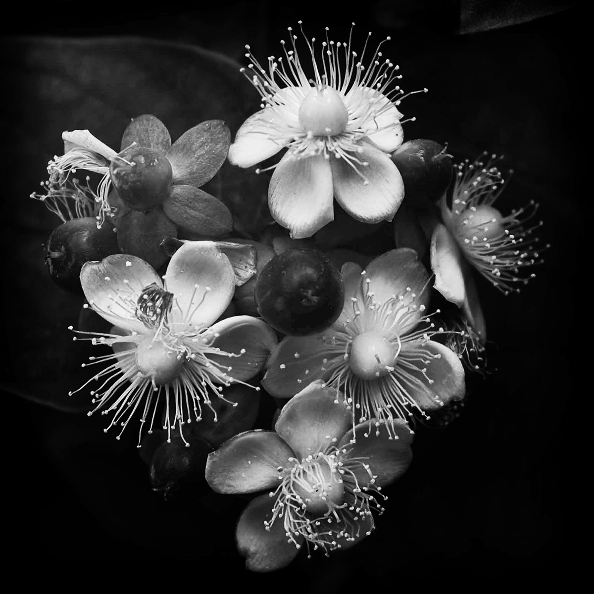 black and white Nature Flowers macro photos art artistic